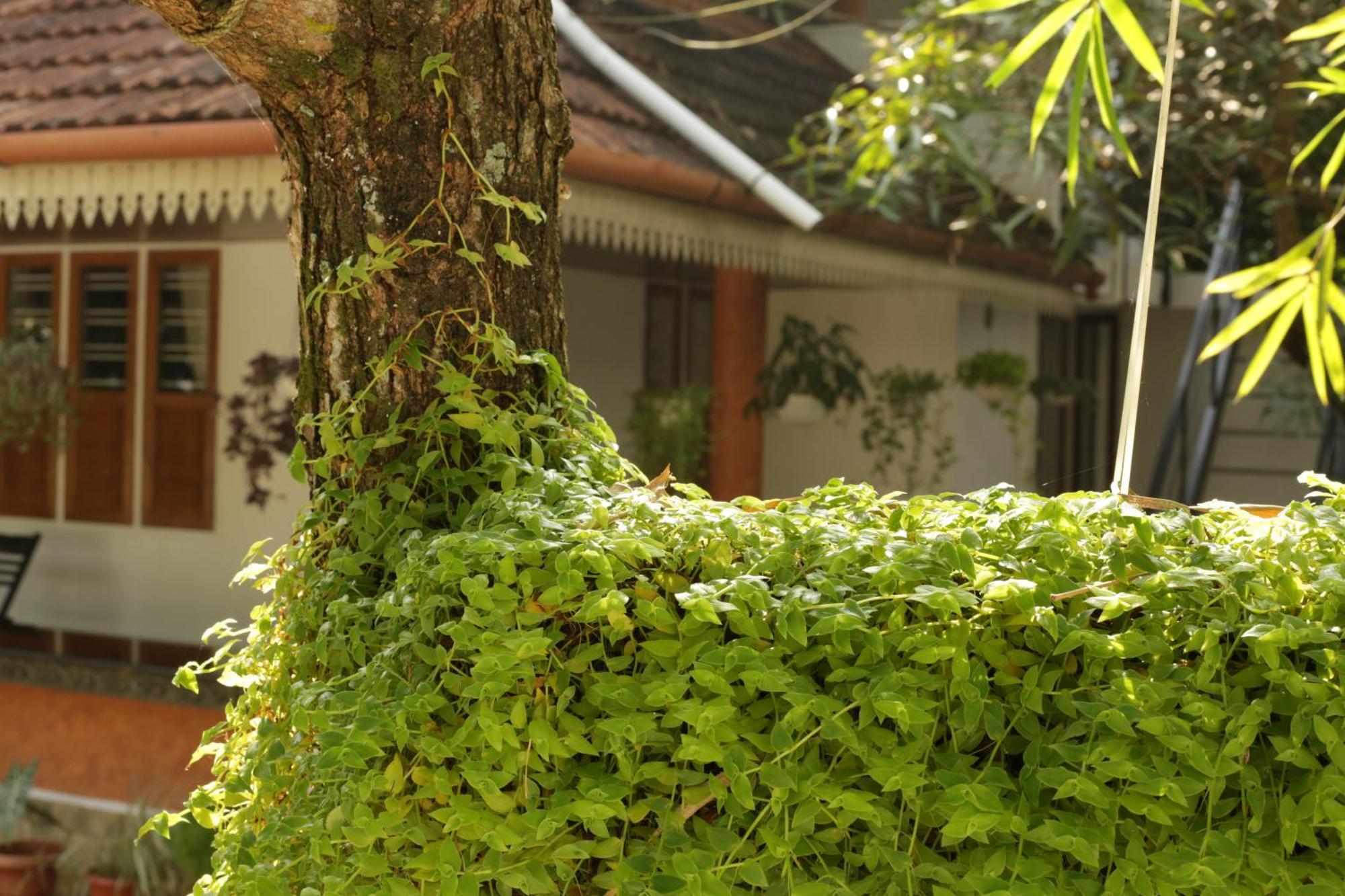 Mi Casa Tu Casa Homestay Kochi Екстер'єр фото